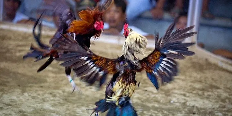 Hướng Dẫn Cách Chơi Đá Gà Sabong Tại 98Win Từ A Đến Z