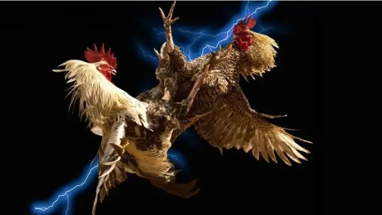 Khám Phá Sức Hút Của Đá Gà 98Win Với Những Trận Cầu Nảy Lửa